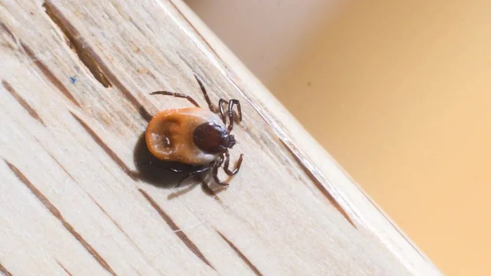 تحذيرات في ألمانيا من ارتفاع قياسي في أعداد حشرات القراد ومخاطرها الصحية