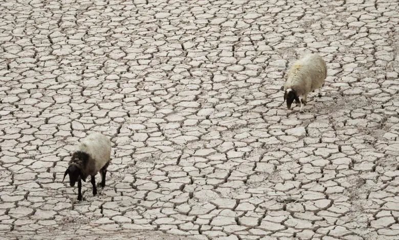 سوريا تواجه خطر الجفاف: خسائر زراعية تهدد الأمن الغذائي وسبل العيش