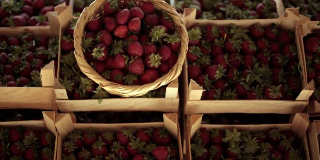 مهرجان الفريز الأول ينطلق في شمال غرب سوريا: دعم للمزارعين وتعزيز للاقتصاد المحلي