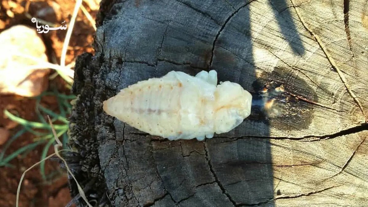 خطر يهدد ذهب إدلب: حشرة الكابنودس تفتك بمزارع الفستق الحلبي وتُنبئ بكارثة