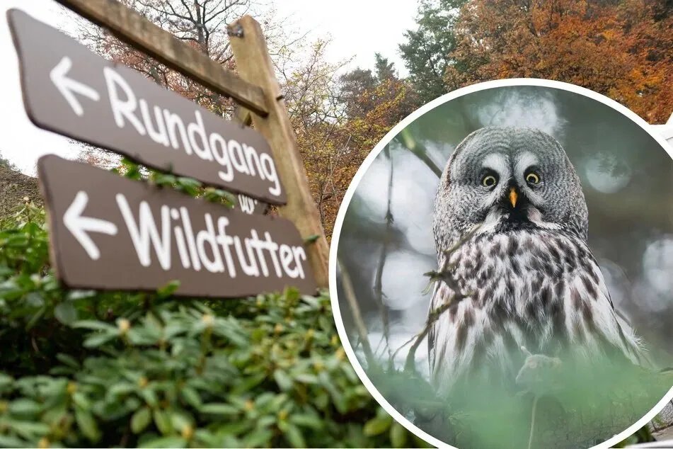 نباح كلب يتسبب بكارثة: نفوق 7 بومات ومربيها يطالب بتعويض ضخم في ألمانيا!