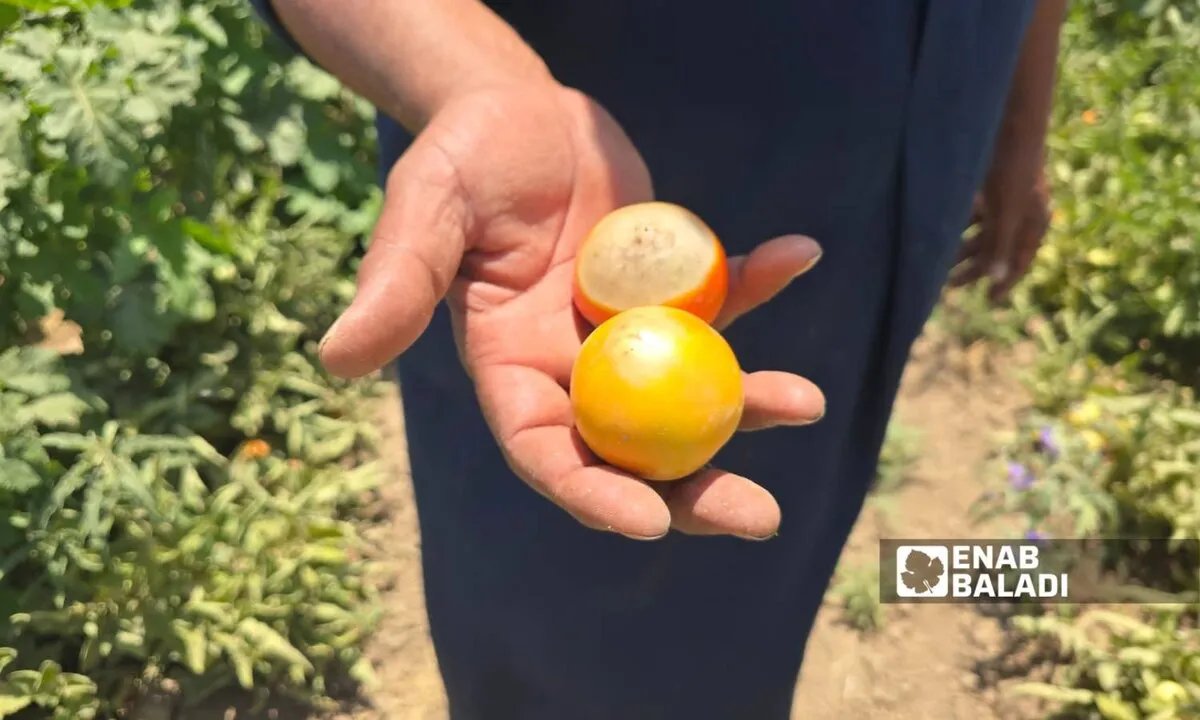 توقف محطة "الزر" يهدد آلاف الدونمات الزراعية بكارثة في دير الزور