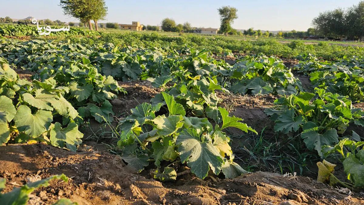 تدهور زراعة الخضروات الصيفية في دير الزور يهدد الأمن الغذائي بسبب نقص المياه