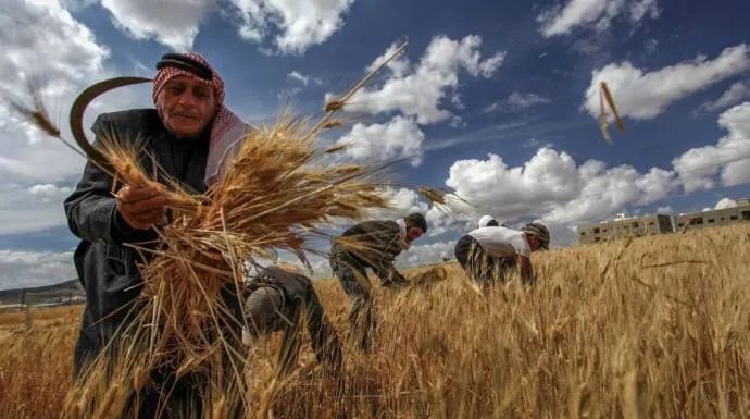 سوريا تمنع استيراد القمح عبر المنافذ في موسم 2025 لحماية الإنتاج المحلي