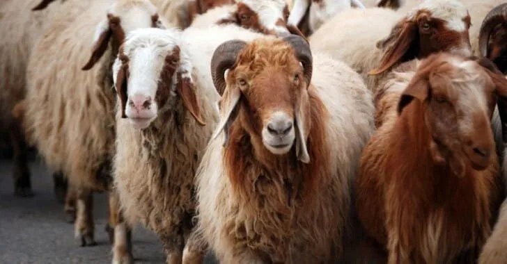 تدهور تربية المواشي في السويداء: المربون يبيعون قطعانهم بسبب ارتفاع تكاليف الأعلاف