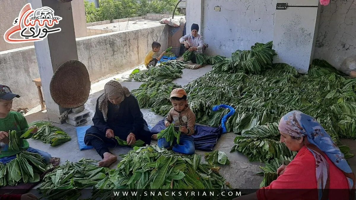 في وجه التحديات: مزارعو القدموس يتمسكون بزراعة التبغ رغم الجفاف وارتفاع التكاليف