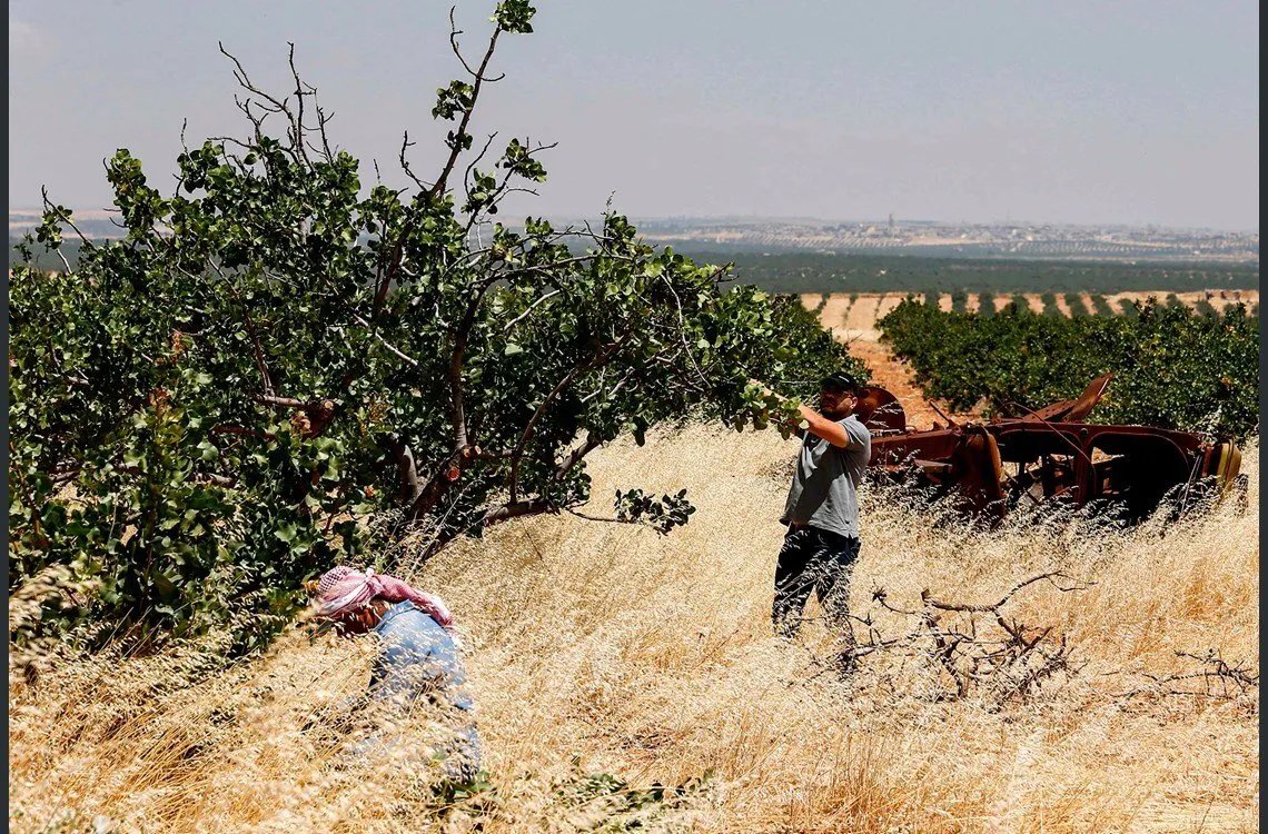 تحقيق يكشف: مصادرة أراضي مهجّري معان في حماة يثير مخاوف من تغيير ديموغرافي