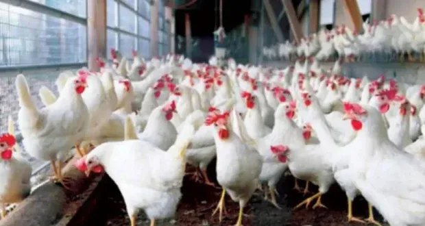 تراجع حاد في أسعار الفروج الحي: الواردات المجمدة وفوضى التربية أبرز الأسباب