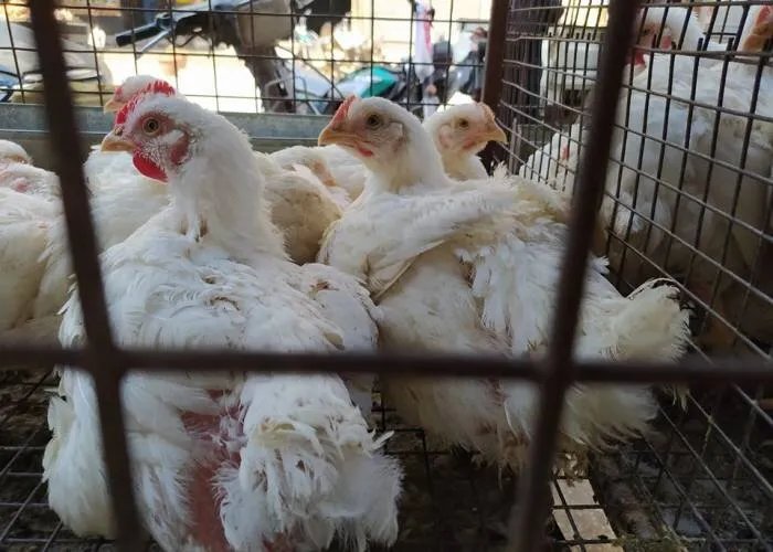 انخفاض حاد في أسعار الفروج الحي يهدد المربين بخسائر فادحة