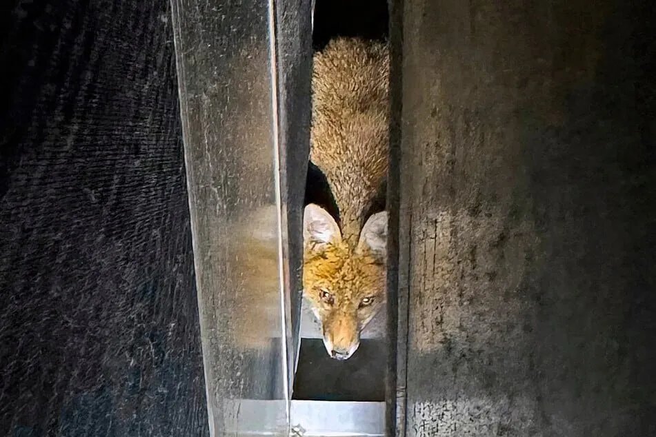 مفاجأة في ميونيخ: عائلة ثعالب تتخذ من نظام تهوية قاعة أولمبيا مأوى لها!