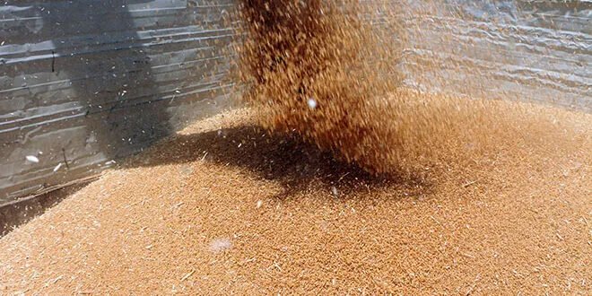 الحكومة السورية تعتمد "شام كاش" لصرف مستحقات مزارعي القمح لموسم 2025