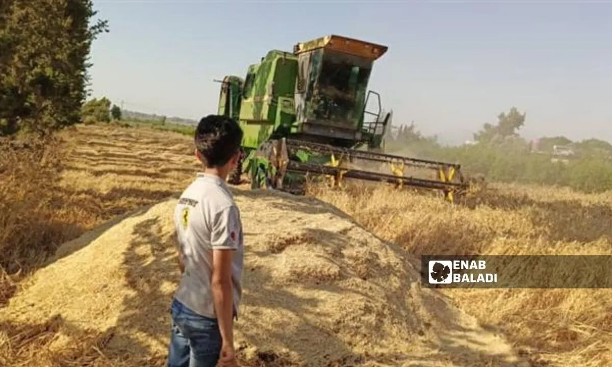 تسهيلًا على المزارعين: "السورية للحبوب" تعتمد "شام كاش" لدفع مستحقات القمح