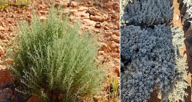 الشيح في اللاذقية: إرث علاجي وحكايات شعبية تتجدد في الجبال