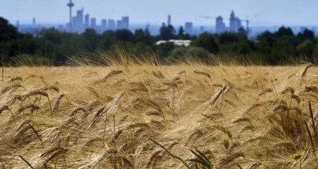 سوريا تواجه أسوأ جفاف منذ 60 عاماً يهدد الأمن الغذائي ومحاصيل القمح