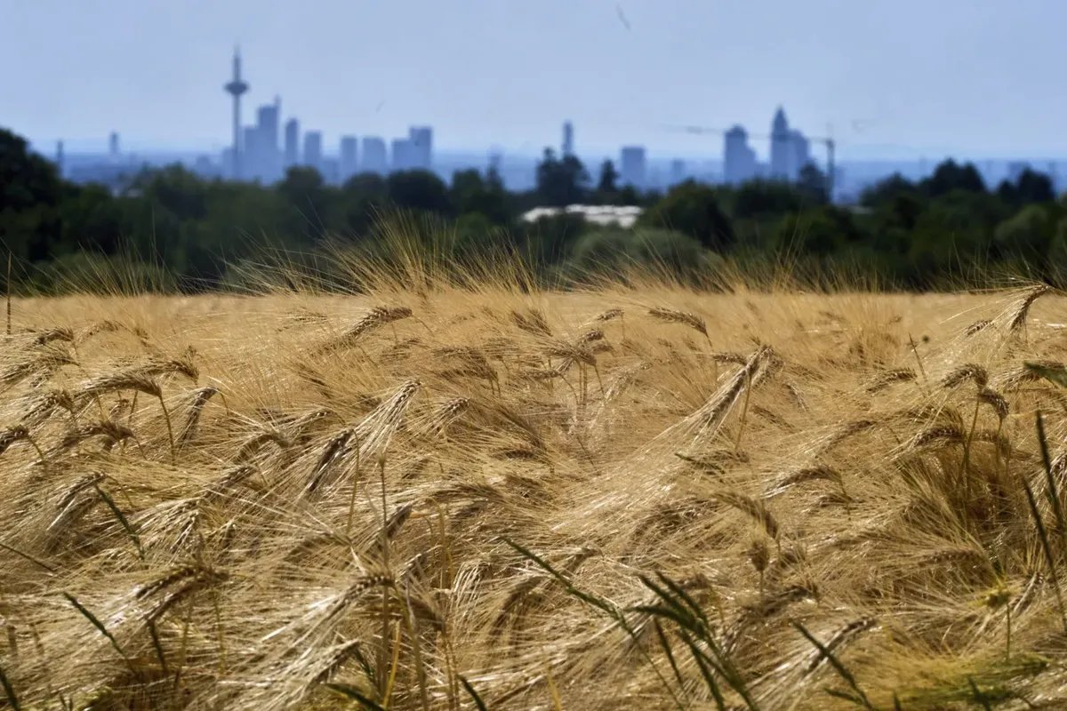 سوريا تواجه أسوأ جفاف منذ 60 عاماً يهدد محصول القمح والأمن الغذائي