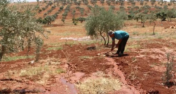 موجة الحر الشديدة تضرب المحاصيل الزراعية وتُهدد إنتاج الزيتون والتين في سوريا