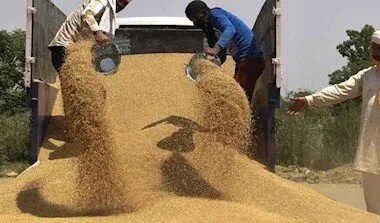 تحذير: أكثر من 16 مليون سوري يواجهون خطر انعدام الأمن الغذائي بسبب الجفاف وتراجع محصول القمح