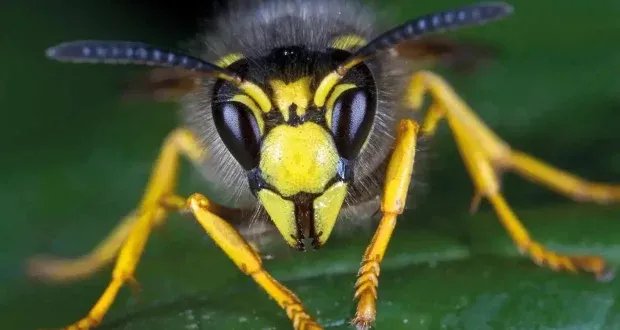 نجاة طفل بأعجوبة: بيكهام يتعرض لـ 150 لسعة دبور ويصارع الموت