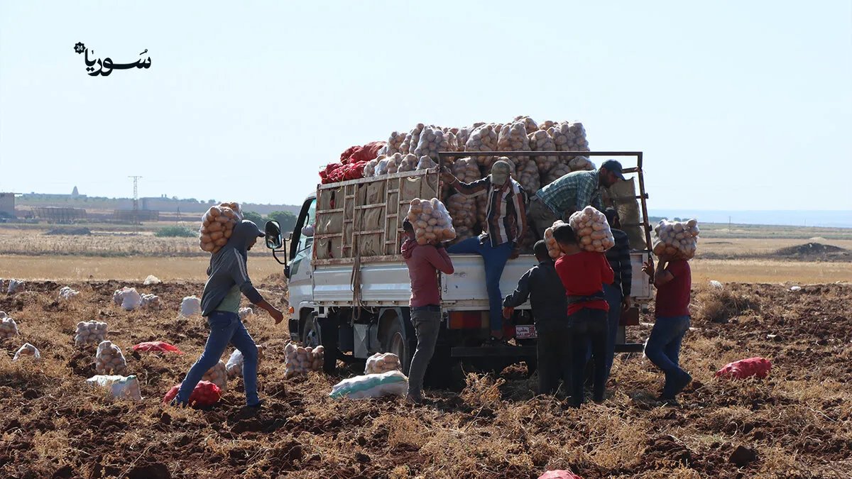 مارع تستغيث: موسم البطاطا ينهار والمزارعون يطالبون بالدعم العاجل