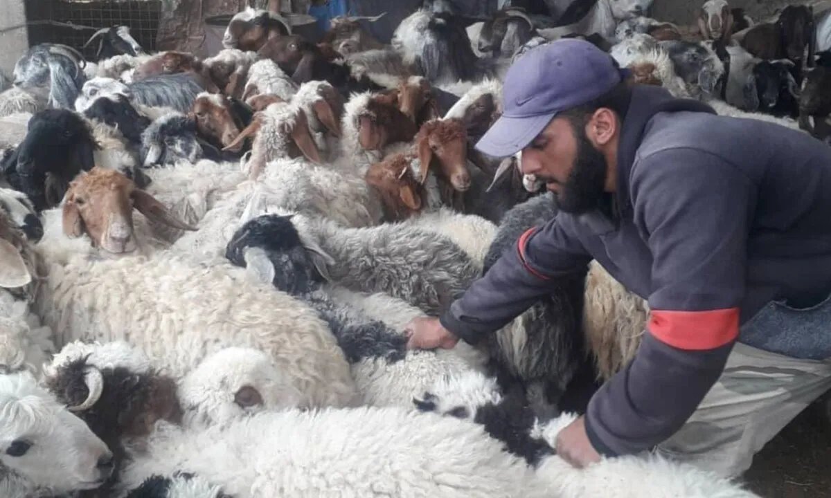 تدهور الثروة الحيوانية في ريف دمشق: أسباب وتداعيات