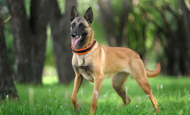 ترحيل مصري من أمريكا بعد ركله كلب تفتيش في مطار واشنطن