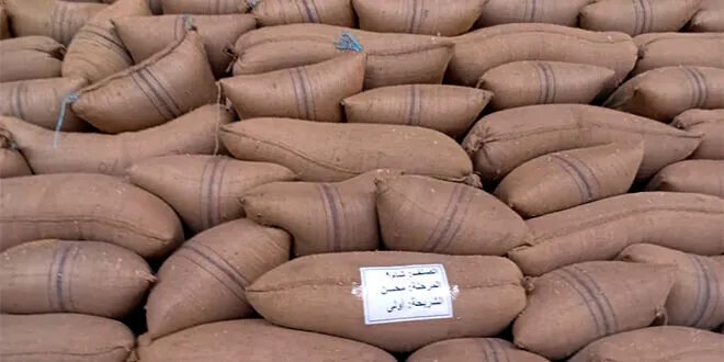مؤسسة إكثار البذار بحمص تتسلم 860 طناً من القمح من المزارعين المتعاقدين