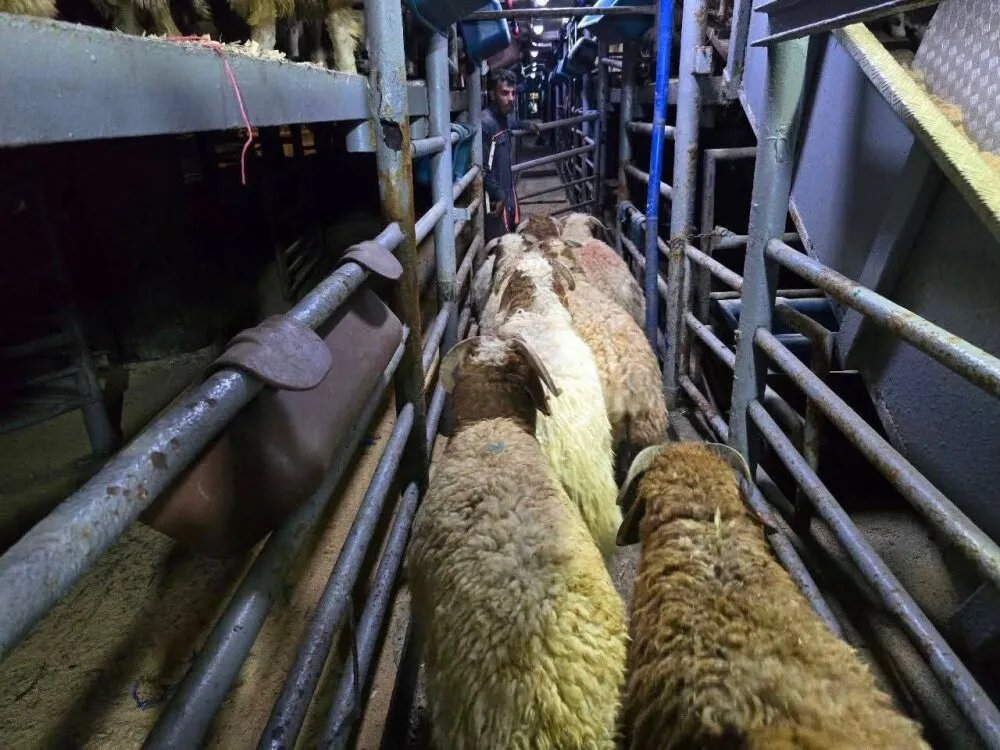 طرطوس: تصدير عشرات الآلاف من الأغنام إلى السعودية وليبيا منذ بداية العام