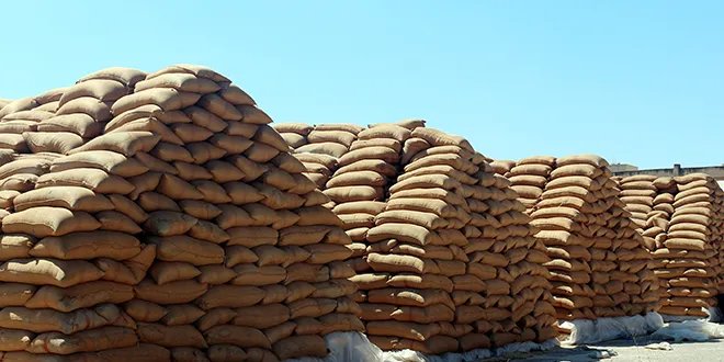 السورية للحبوب تستقبل أكثر من 291 ألف طن من القمح في موسم 2025 مع مكافآت للمزارعين