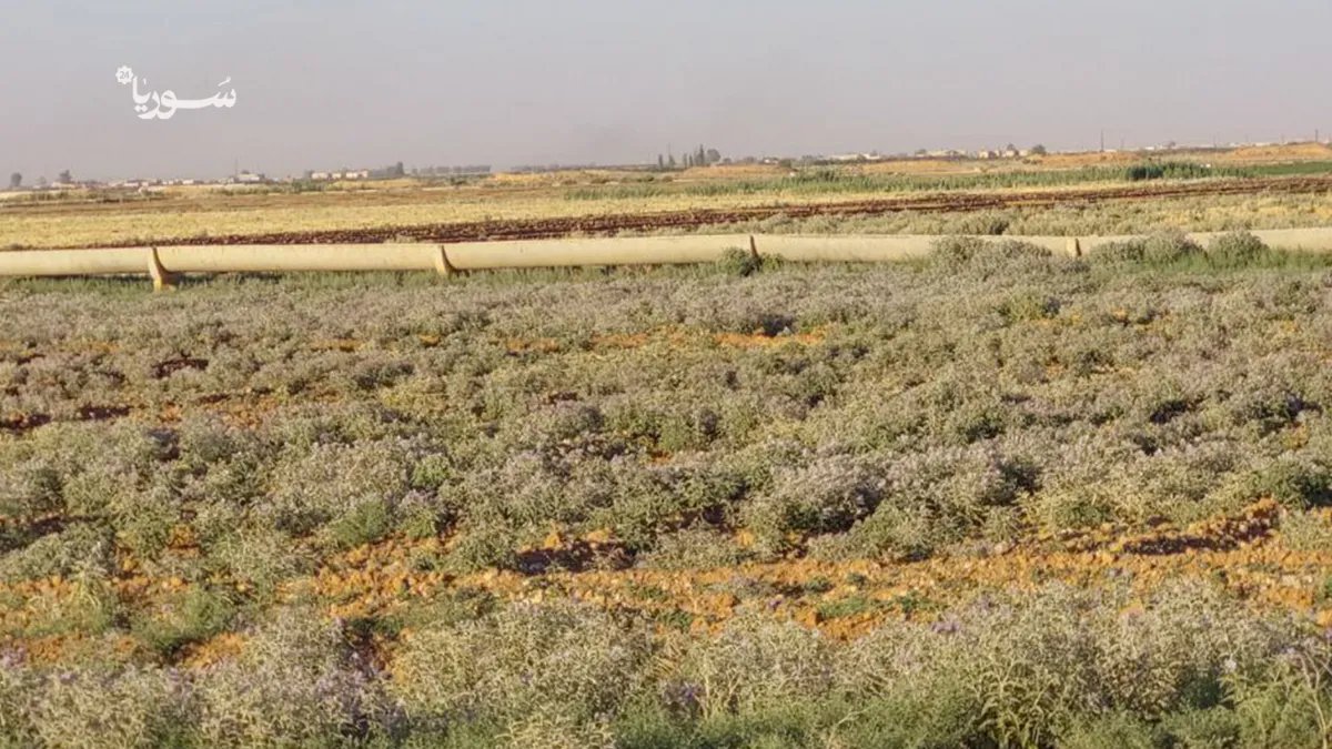 الرقة: تفاقم أزمة الباذنجان البري يهدد مستقبل الزراعة والأمن الغذائي