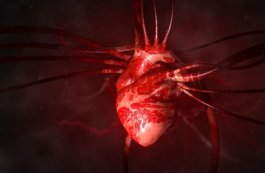 إنجاز علمي: علماء صينيون يزرعون نسيج قلب بشري نابض داخل خنزير