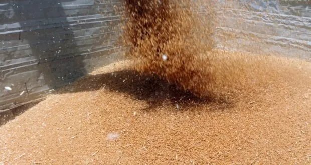 المؤسسة السورية للحبوب تنجز صرف الدفعة الأولى من مستحقات القمح عبر "شام كاش" للمزارعين