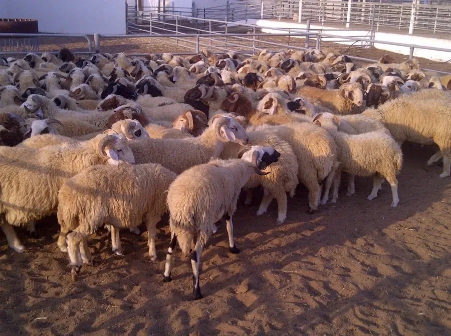 طرطوس تنعش الاقتصاد المحلي بتصدير 6000 رأس من غنم العواس إلى السعودية