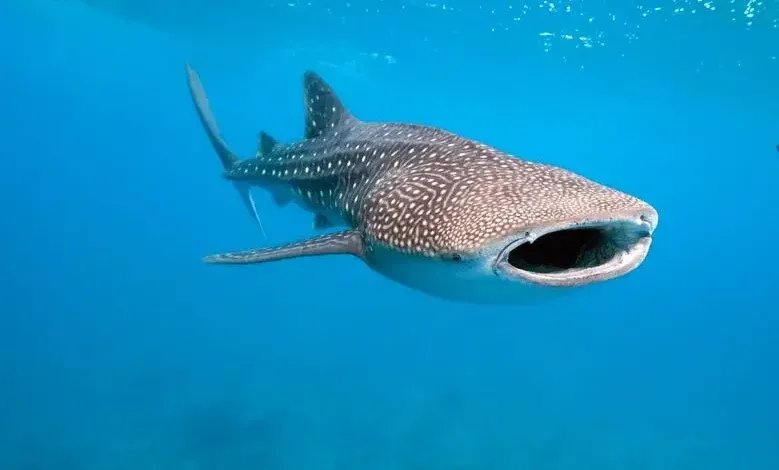 ظهور نادر ومثير لـ"قرش الحوت" قبالة سواحل جبلة واللاذقية يثير دهشة الصيادين