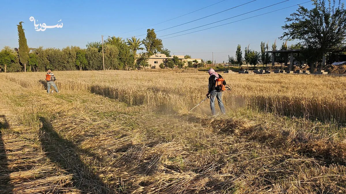 الرقة: بدء استلام محصول القمح للموسم الزراعي 2025 وصرف المستحقات للفلاحين