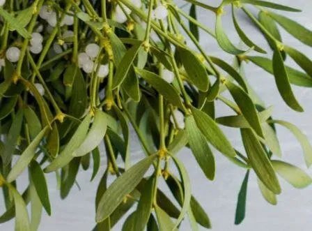 الهدال: نبتة طفيلية تثير الجدل بين العلم والطب الشعبي واستخداماتها العلاجية