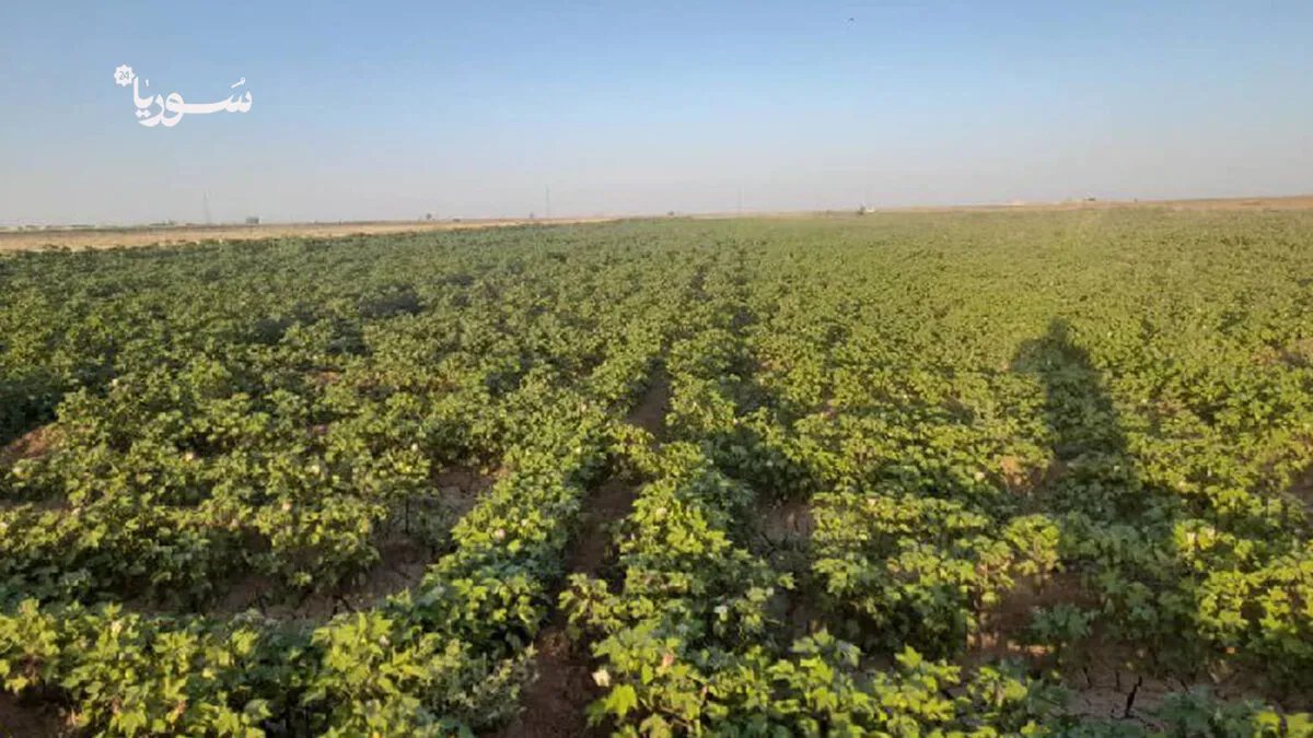 الحسكة: انهيار زراعة القطن يهدد بهجرة الأراضي الزراعية وسط غياب الدعم وارتفاع التكاليف