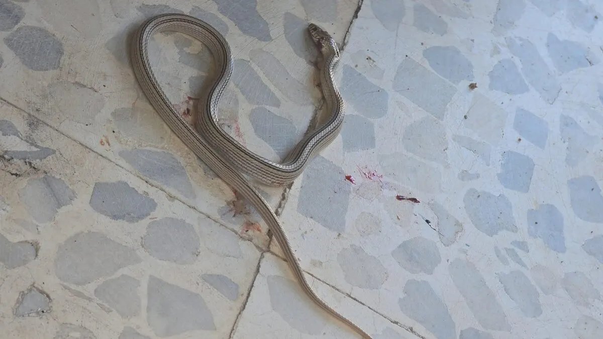 ذعر في ضاحية قدسيا: أفعى تقتحم منزلاً وتثير مخاوف السكان