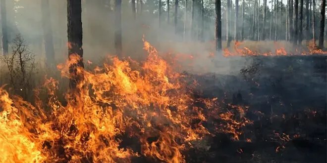 طريقة مبتكرة لتقييم تعافي الغابات بعد الحرائق باستخدام الأقمار الصناعية