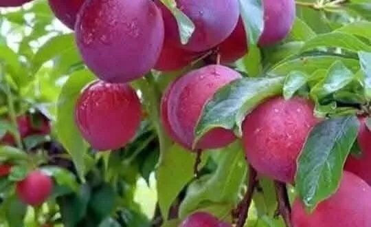 دليل شامل: أفضل أوقات غرس الأشجار المثمرة والخضروات المتنوعة