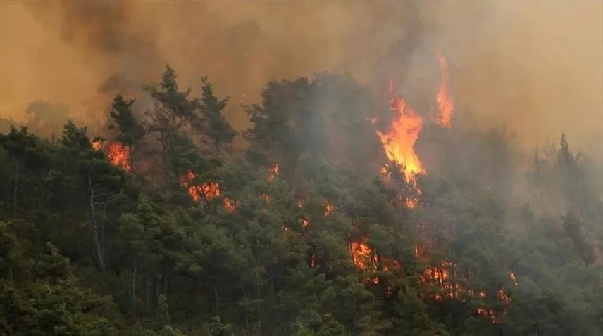 حرائق ريف اللاذقية: خسائر فادحة تتجاوز 14 ألف هكتار