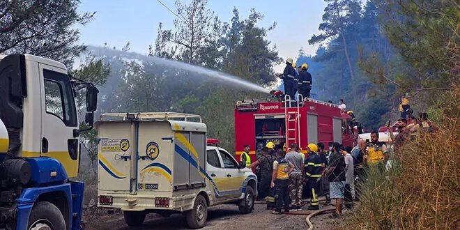 خبير اقتصادي يقترح حلاً مبتكراً لوقف الحرائق السنوية في سوريا: زراعة الزيتون بديلاً للأشجار الحراجية