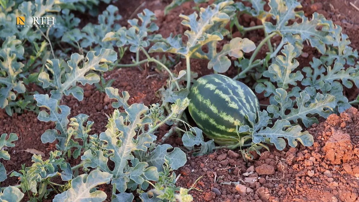 ازدهار زراعة البطيخ الأحمر في كوباني وصرين يجذب المزيد من المزارعين