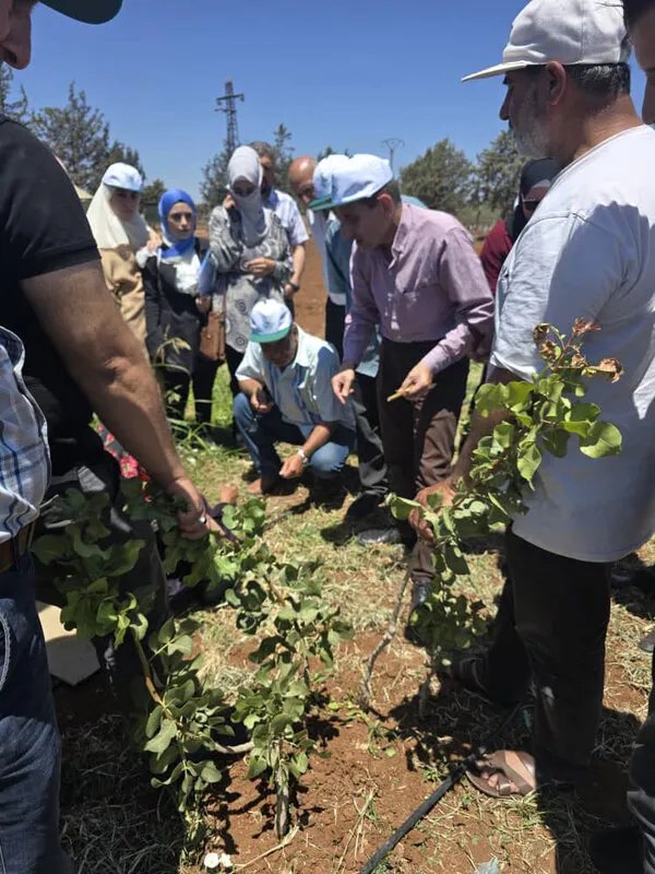 أكساد ونقابة المهندسين الزراعيين بدرعا ينظمان دورة متخصصة حول زراعة الفستق الحلبي