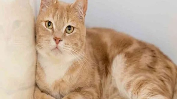 قصة فريدة: مسن صيني يوصي بثروته لقطته ويبحث عن راعٍ وفي