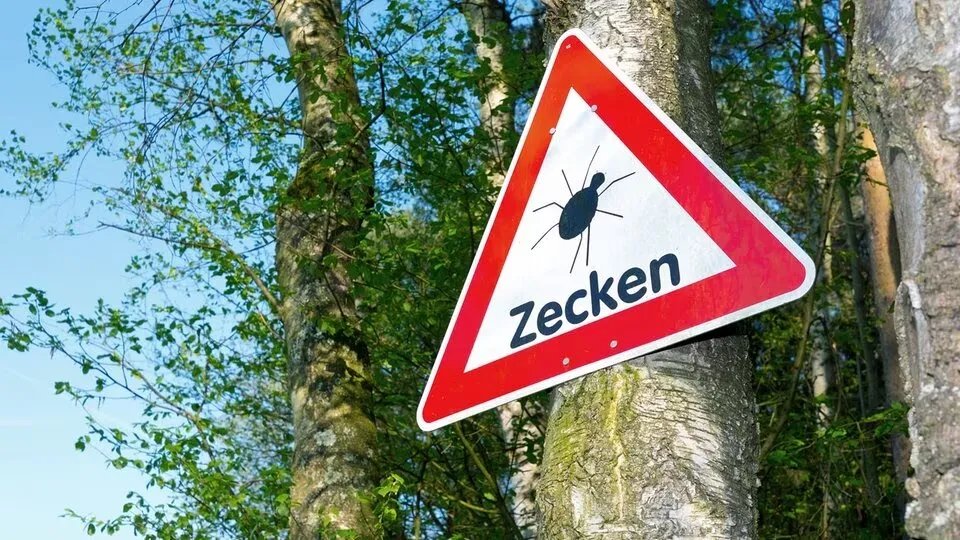 ألمانيا: ارتفاع حاد في إصابات داء لايم بسبب لدغات القراد.. ولاية سكسونيا أنهالت الأكثر تضرراً