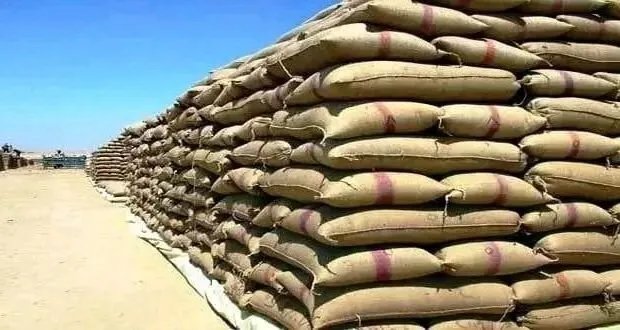 المؤسسة السورية للحبوب توضح أسباب توقف استلام القمح وتكشف استغلال السماسرة للفرق السعري