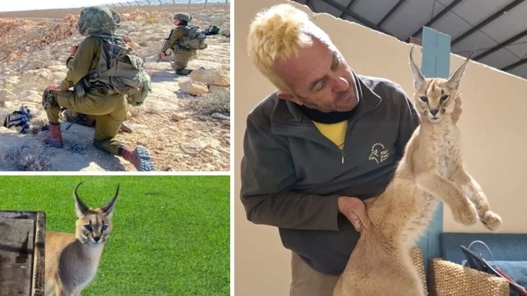 هجوم حيوان الوشق المصري على جنود إسرائيليين يثير قلقًا بيئيًا