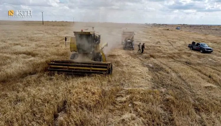 جفاف يهدد الثروة الحيوانية: ارتفاع قياسي لأسعار الشعير في الحسكة