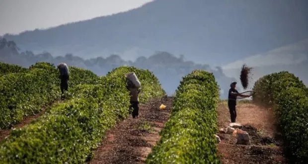 تهديدات ترامب ترفع أسعار القهوة: رسوم جمركية على البرازيل تهز الأسواق