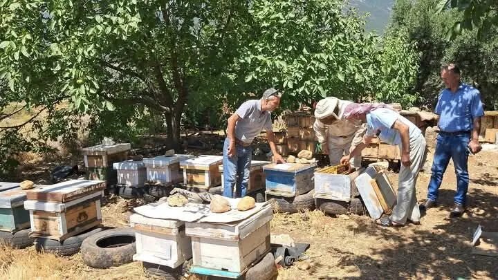 مربو النحل في حماة يواجهون تحديات جمة رغم الإقبال المتزايد